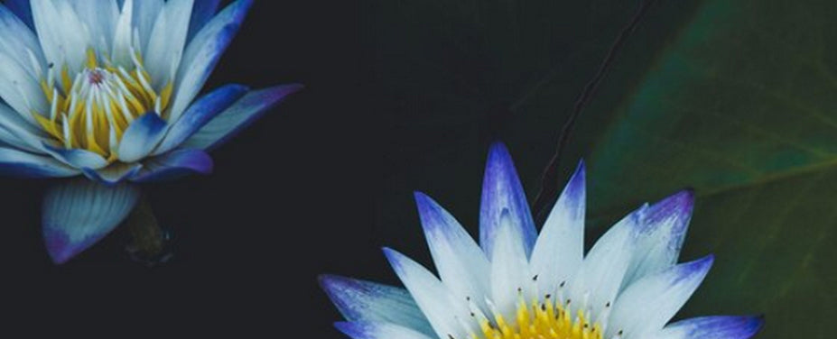 BLÅ LOTUS - DIT HELLIGE RITUAL